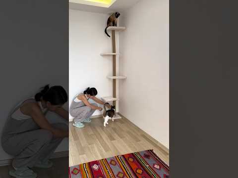 Kediler İçin Tavan Boy Kedi Tırmalaması