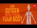 The Complex Journey of Oxygen in the Body