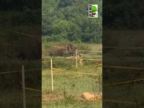 Miraculous escape from Giant's charge#wildlife#wild#elephant#elephantattack#forest#sorts#viralvideo