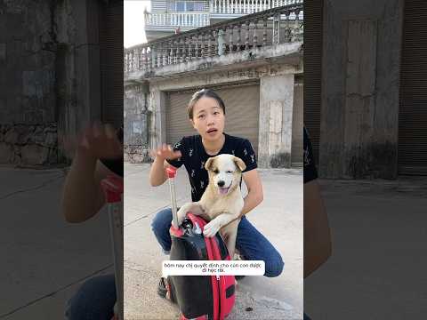Chị Gái Cho Chó Con Được Đi Học #shorts