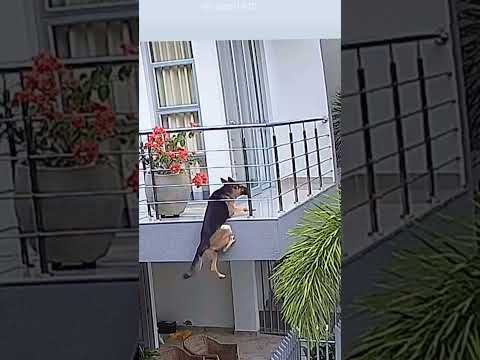 犬 柵 に 引っかかる 救出