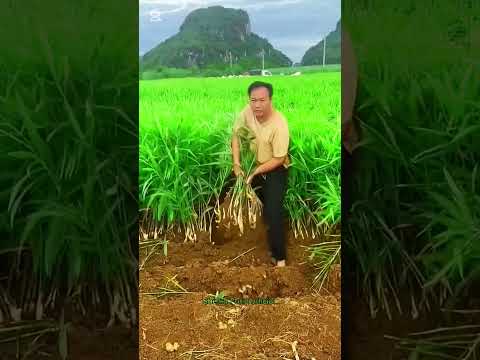 চাইনিজদের আদা ক্ষেত, 👍👍👍#shorts