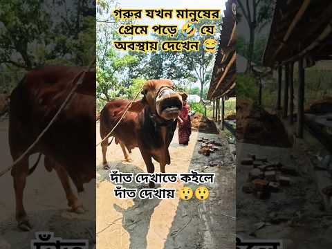 মানুষের প্রেমে গরু মাতাল 😂😂😂২০২৫ কোরবানির গরুর প্রেম দেখেন 🤣🤣🤣 #qurbani2025 #goru #shorts #short