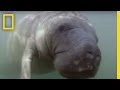 Critter Cam Challenges with Manatees