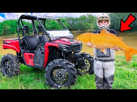 We Caught a Giant GOLD FISH While MUDDING!