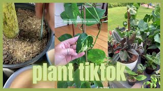 TikTok plants ;)
