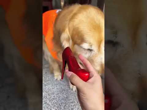 🐶Chú Chó Thông Minh Và Đáng Yêu Tập 218| Smart Dog Episode 218|