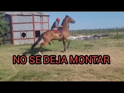 DESCUBRE COMO DARLE SEGURIDAD A UN CABALLO DE SALTO QUE NO SE DEJA MONTAR EN SOLO 2 HORAS #HORSE#