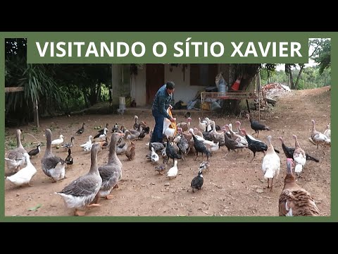 Visita ao Sítio Xavier (pavões, faisões, cisnes, gansos e MUITO mais) | Coração Campeiro