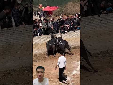 Lễ hội trọi Trâu ở nước ngoài #bull #nongdan #farming #fruit #farmtips
