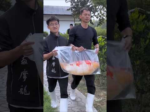The red fish was released into the pond#shortvideo