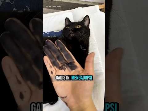 Kucing Hitam Ini Warnanya Luntur!