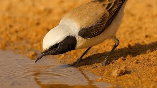 ضع الماء للطيور في الحر الشديد 🌞🚰 أنقذ روحاً بعمل بسيط