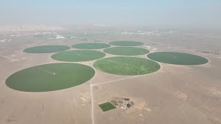 YouTube video thumbnail: UAE Farms the Desert in Quest for Food Security