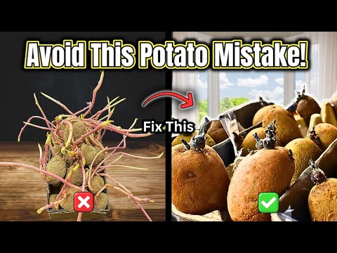 Sprout Seed Potatoes Indoors – The Winter Advantage Every Gardener Needs!