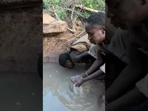 They are storing water for survival 
