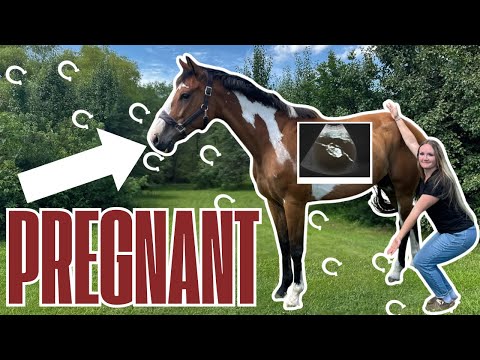 MY HORSE IS PREGNANT! (breeding vlog/stallion reveal)