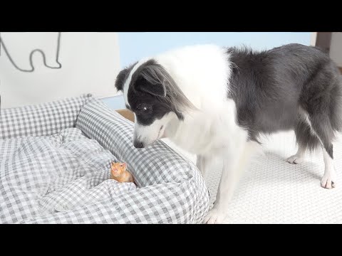 Border Collie Shocked by the Rescued Tiny Kitten Occupying Her Bed