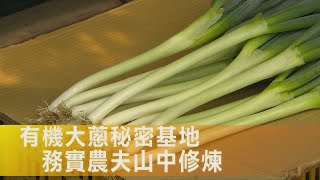 【嘉義】鮮甜有機日本大蔥！嘉義大林芎蕉山農夫 守護環境務實鑽研種植有成∣一步一腳印【夫妻埋首拼有機大蔥】20250914