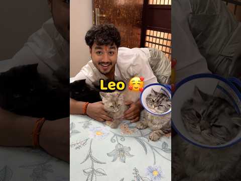 Leo The Hero ๐ผ #vlog #minivlog #familyvlog #cat