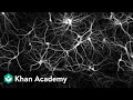 Understanding the Brain and Intelligence