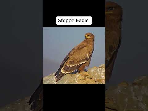 How long can Birds Fly? 😱