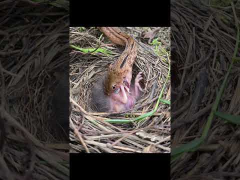 蛇吃小鸟 #fledgling