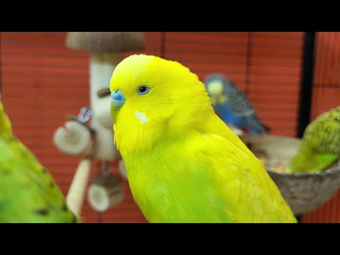 7 hours of budgie sounds for relaxation