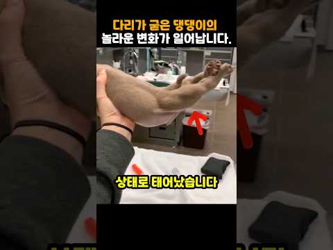 다리가 굳은 댕댕이의 놀라운 변화가 일어납니다