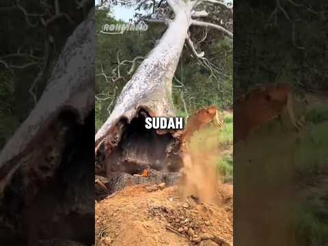 MENEBANG POHON BERUMUR RATUSAN TAHUN