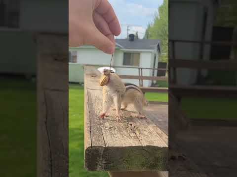 Chipmunk Fishing
