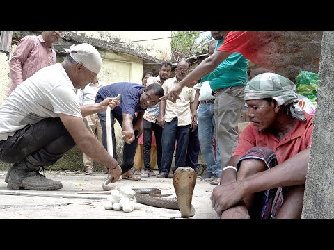 अगर आज मैंने इस कोबरा को रेस्क्यू नहीं किया होता, तो शायद साँप खाने वाला इंसान इसे भी खा गया होता