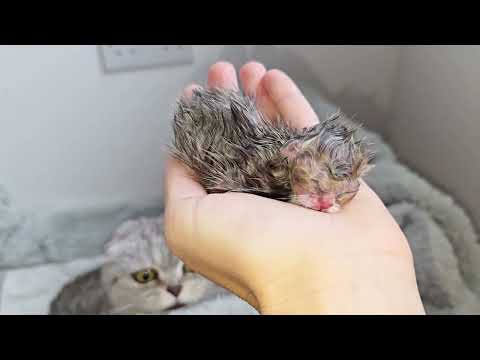 This is the cat's last birth! Cat Chloe gave birth to one kitten