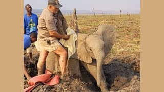 Baby Elephant Rescued from Tree Trap — Then Charges Her Heroes