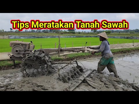 Meratakan Lahan Sawah Persiapan Tanam Padi Organik MT 2 Tahun 2024