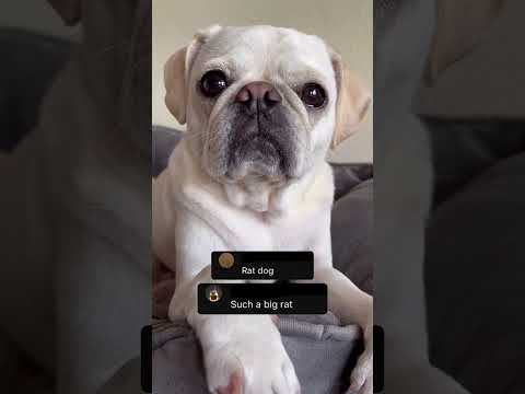 I’m a delight! #dog #pug #cute #pets #shorts