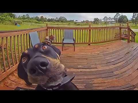 FUNNIEST Animals Caught on Camera Moments!