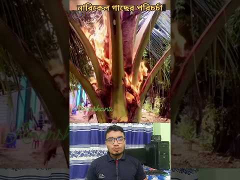 নারিকেল গাছের পরিচর্যা। MD Ariful Islam