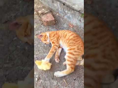 อย่าทำน้อง #cat #ทาสแมวต้องดู