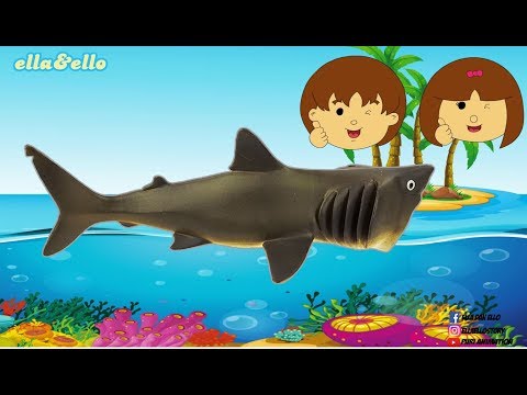 Ayo Temukan - Jenis Ikan Hiu | Puri Animation