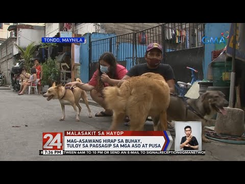 Mag Asawang Hirap Sa Buhay Tuloy Sa Pagsagip Sa Mga Aso At Pusa