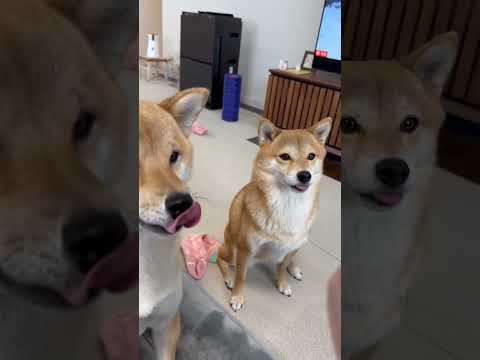 ローストビーフを食べて過去一顎が外れそうになる柴犬 #shorts