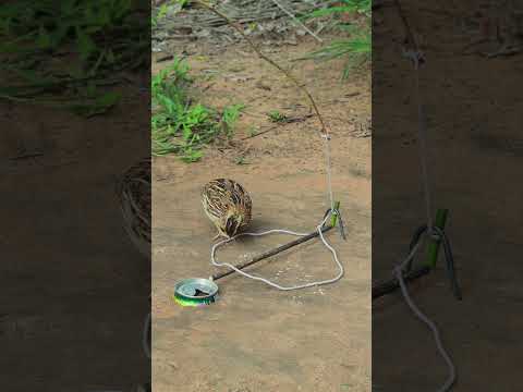 Primitive Quail Trap #youtubeshorts #shorts #shortvideo