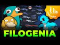 Understanding Evolution and Taxonomy Concepts