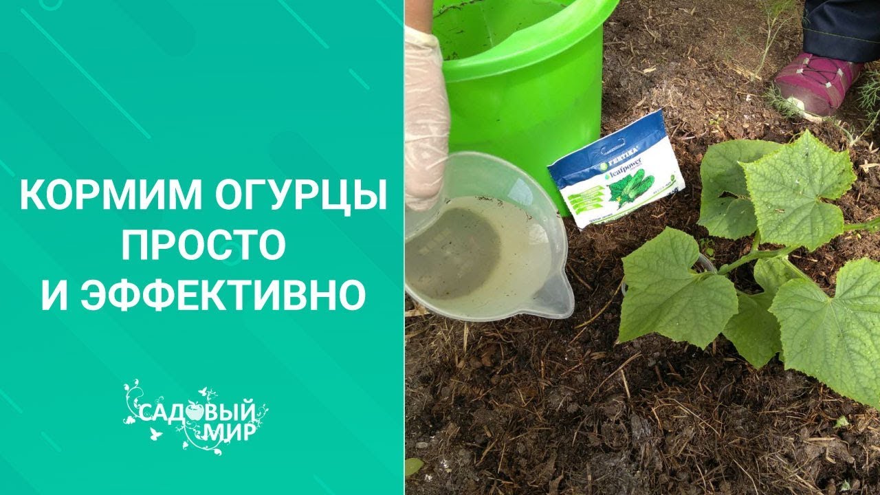 Кормим огурцы просто и эффективно. Первая подкормка огурцов в теплице по листу после высадки