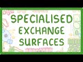 Specialized Exchange Surfaces in Biology