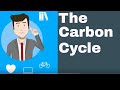 Understanding the Carbon Cycle