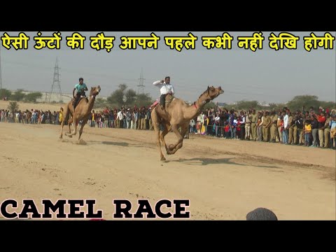 Camel Race 2020 / ऊंटों ने लगाई ऐसी दौड़े की सबकी धड़कने रुक गई/ Camel Festival 2020 Bikaner