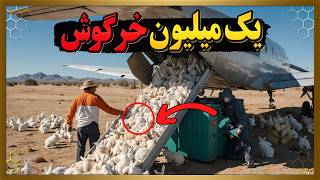  چینی ها یک میلیون خرگوش رو در بیابان رها کردند ، ولی همه از اتفاقی که افتاد شوکه شدن!😱