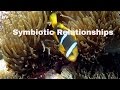 Symbiotic Relationships in Ecology